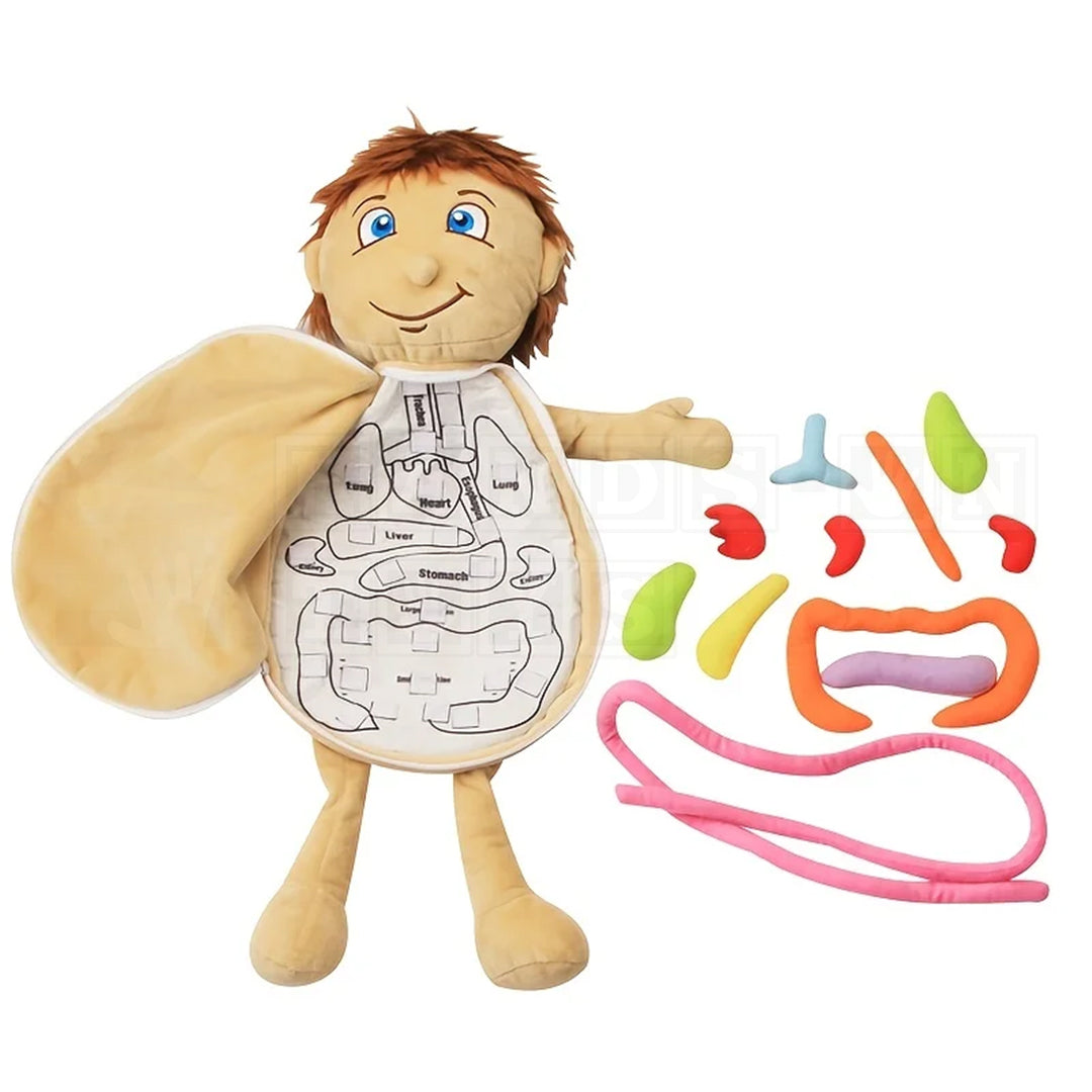 BodilyBuddy™ Anatomy Learning Doll  Cultural and Science Toys.