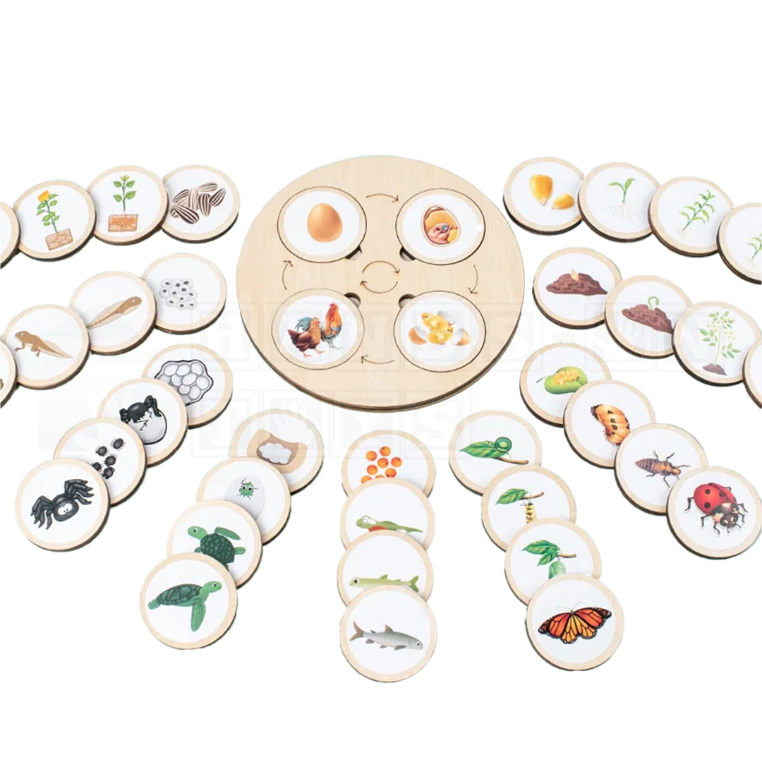 LifeLoop™ Life Cycle Learning Game-Hands-On Toys